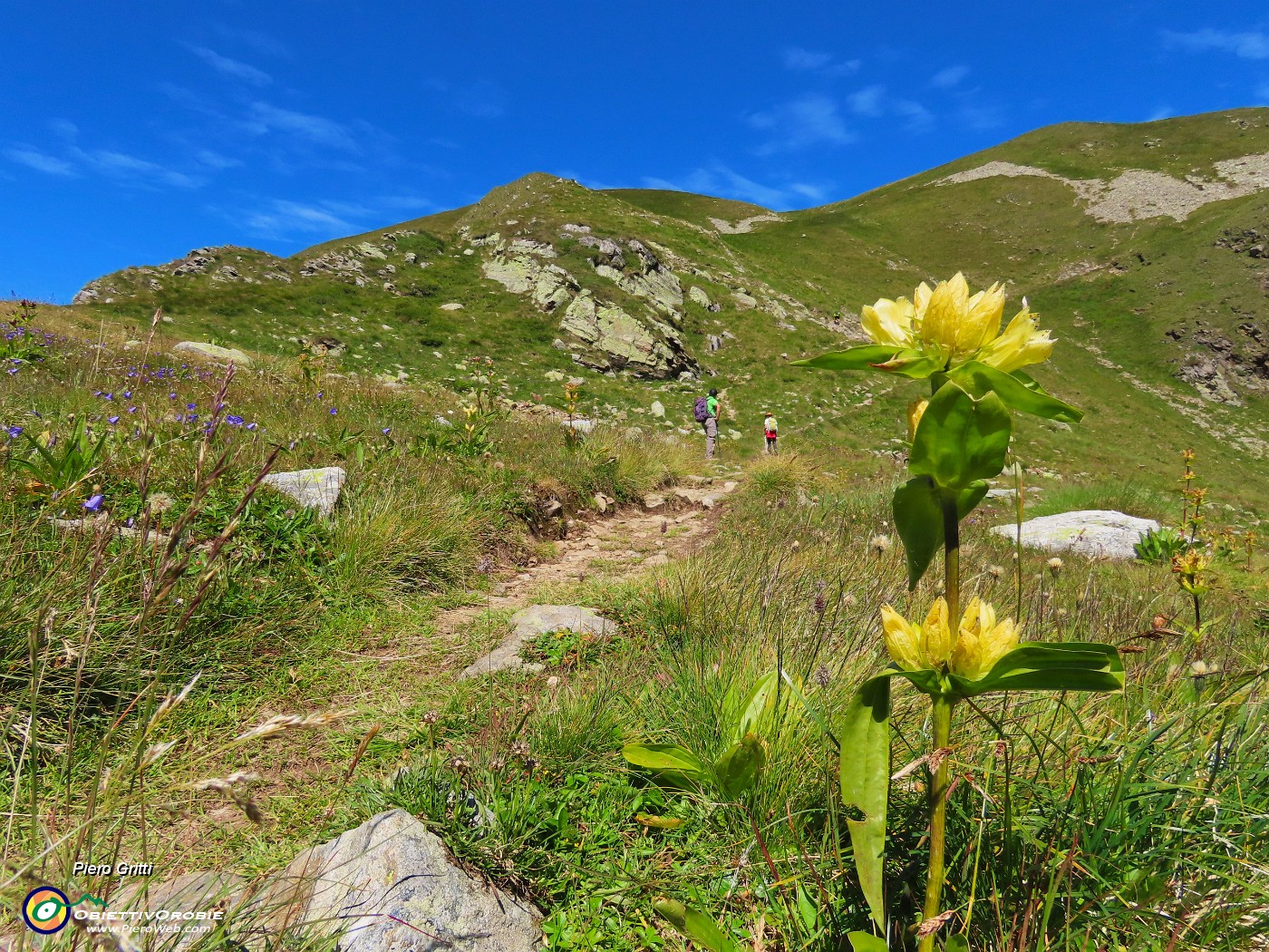 22 Gentiana punctata (Genziana punteggiata).JPG